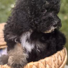 Girl 2 - Tri-color female Bernedoodle puppy in Vacaville, California from Starlight Goldendoodles