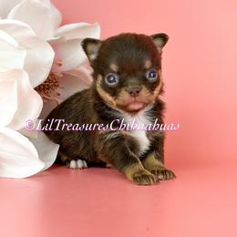 Invincible - Chocolate and tan male Chihuahua puppy in Anderson, South Carolina from Lil Treasures Chihuahuas