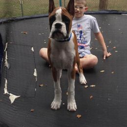 Boxer Puppies from Quinney’s Boxers