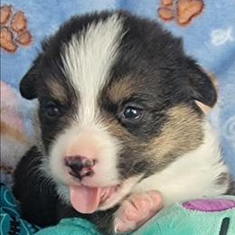 Turquoise bandana boy - Black and tan male Pembroke Welsh Corgi puppy in Cherokee, Oklahoma from MCS Farms-OK