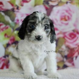 Bree - Merle female Cockapoo puppy in Lowry City, Missouri from Cooper Creek Puppies