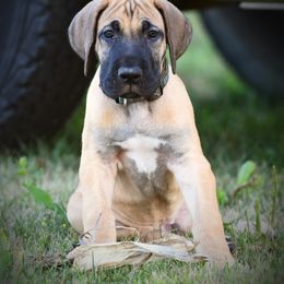 Great Dane Puppies from Kirk’s Dane Farm