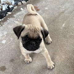 Runt girl - Fawn female Pug puppy in Athens, Alabama from Tina’s Pugs