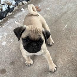 Runt girl - Fawn female Pug puppy in Athens, Alabama from Tina’s Pugs