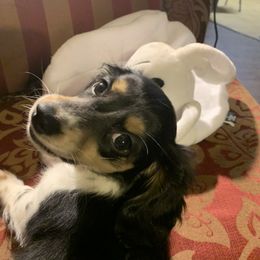 Dachshund Puppies from Michigan Rockin' Dachshunds