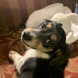 Dachshund Puppies from Michigan Rockin' Dachshunds