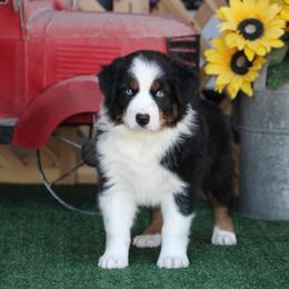 Kumho - Black tri-color female Australian Shepherd puppy in Circleville, Utah from Canyon Creek Aussies