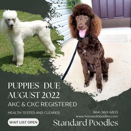 Poodle Puppies from Home of Doodles