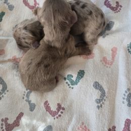 Hes the top one - Dapple male Dachshund puppy in Wichita Falls, Texas from Desert Willow Dachshunds