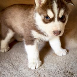 Copper - Red and white male Siberian Husky puppy in Grant City, Missouri from Timberline Paws