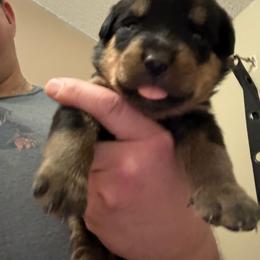 Gray boy - Black and mahogany male Rottweiler puppy in Colorado Springs, Colorado from Von Locher Rotties