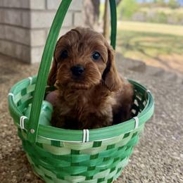 Koda - Chocolate female Cavapoo puppy in Gatesville, Texas from Country Club Cavapoos