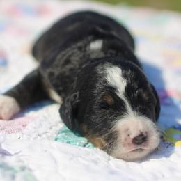 Florence - Tri-color female Bernedoodle puppy in Lowry City, Missouri from Cooper Creek Puppies
