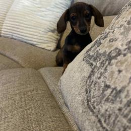 Dachshund Puppies from David cook