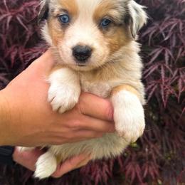 AKC Cappuccino (Natural Tail) - Blue merle male Australian Shepherd puppy in Jonesborough, Tennessee from 5AFarms