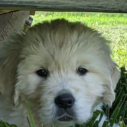 "Cloey's past litter puppy" Australian Shepherd and Golden Retriever Puppies from Edge Farm LLC