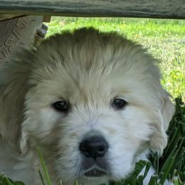 "Cloey's past litter puppy" Australian Shepherd and Golden Retriever Puppies from Edge Farm LLC