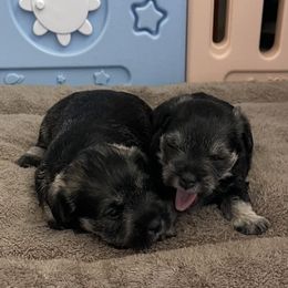 Miniature Schnauzer Puppies from Miniature Schnauzer Paradise llc