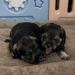 Miniature Schnauzer Puppies from Miniature Schnauzer Paradise llc