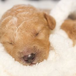 Goldendoodle Puppies from Small World Doodles
