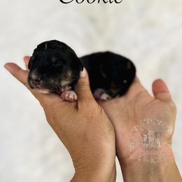 Cookie - Black tri-color female Aussiedoodle puppy in Corydon, Indiana from Ridgeline Doodles