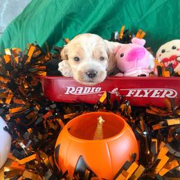Winnie - Red roan female Cockapoo puppy in Holton, Indiana from MoonShine Babies / OZ