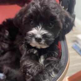 Tucker - Black male Yorkipoo puppy in Apple Valley, California from Boujeepups