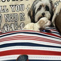 Epincess Charlotte of A Royal Havanese Court  Lottie - White female Havanese puppy in North Richland Hills, Texas from A Royal Havanese Court