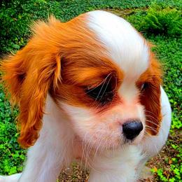 Brigatine - Blenheim female Cavalier King Charles Spaniel puppy in Watsontown, Pennsylvania from Huntsman Cavaliers