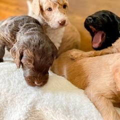 Double Doodle and Labradoodle Puppies from Magnolia & Finn Doodles