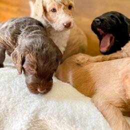 Double Doodle and Labradoodle Puppies from Magnolia & Finn Doodles