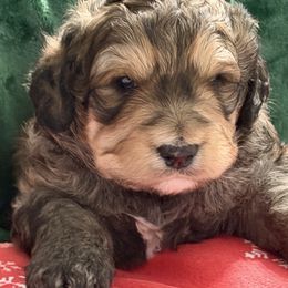 Hendrix - Tri-color male Bernedoodle puppy in Phelan, California from PuppyPaws4U