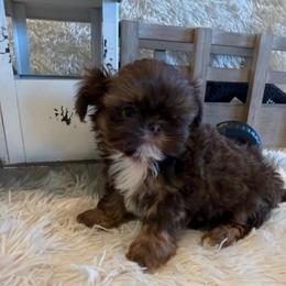 Asher - Chocolate and tan male Shih Tzu puppy in Success, Missouri from Sweet Success