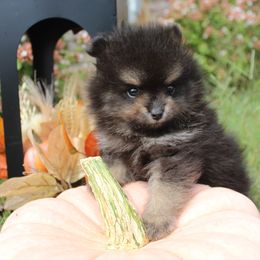 Jack - Black and tan male Pomeranian puppy in Willow Spring, North Carolina from GTBBF Pomeranians