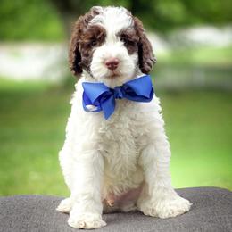 Louie - Parti male Double Doodle puppy in Cleveland, Tennessee from Edgewater Doodles & Designer Pups