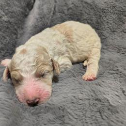 Boy 3 - Parti male Goldendoodle puppy in La Junta, Colorado from Double J’s Doodles