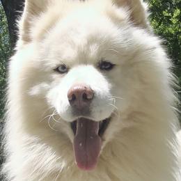 Cuda - Siberian Husky