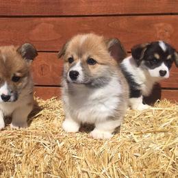 Pembroke Welsh Corgi Puppies from Sagewind Corgis