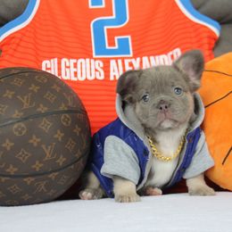 Charlie - Tricolors male French Bulldog puppy in Piedmont, Oklahoma from 5A Frenchies