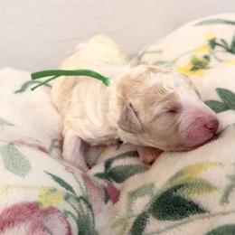 Jasper - Parti male Poodle puppy in Surprise, Arizona from Gentle Paw Goldendoodles