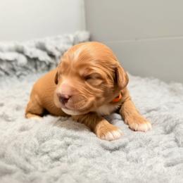 Stella (Orange collar) - Apricot female Goldendoodle puppy in Twin Falls, Idaho from Magic Valley Family Doodles