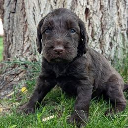 Kennedy - Chocolate female Labradoodle puppy in Snowflake, Arizona from Az Mountain Doodles
