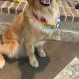 Birdie - Golden Retriever