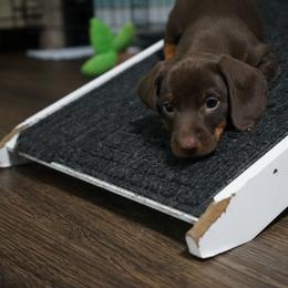 Dachshund Puppies from Johnson’s Weiner Farm