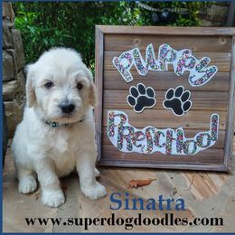 Goldendoodle Puppies from SUPERDog Doodles