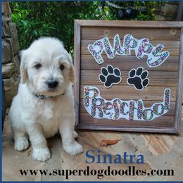Goldendoodle Puppies from SUPERDog Doodles