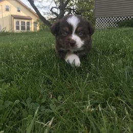 Miniature Australian Shepherd Puppies from Windy Hills Mini Aussies