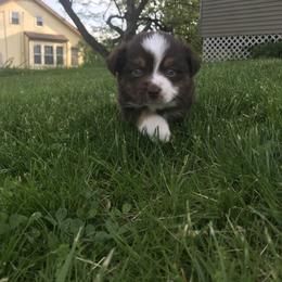 Miniature Australian Shepherd Puppies from Windy Hills Mini Aussies