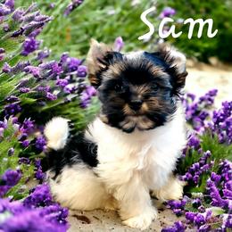Yorkshire Terrier Puppies from Pixieland Yorkshire Terriers