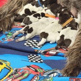 Wirehaired Pointing Griffon Puppies from Saint Barbara's Wirehaired Pointing Griffons
